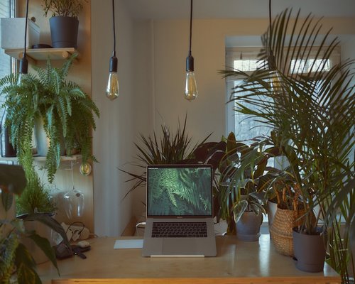 Organized workspace interior with natural incoming window light and green potted plants